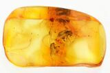 Detailed Fossil Bark Beetle (Scolytinae) in Baltic Amber #352684-1